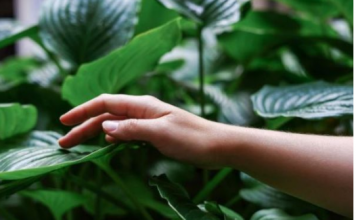 Biljke koje smanjuju stres: Odlične su za zdravlje, vraćaju vam stostruko svaki trud