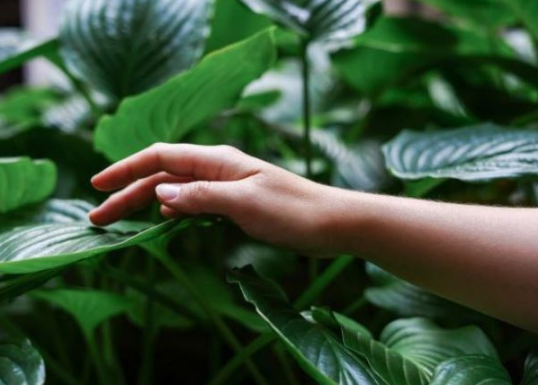 Biljke koje smanjuju stres: Odlične su za zdravlje, vraćaju vam stostruko svaki trud