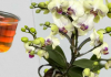 Sipajte samo jednom i desiće se eksplozija! Orhideje cvjetaju odmah i rađaju novo cvijeće NON-STOP cijele godine!