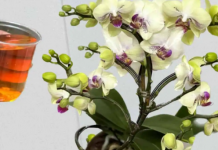 Sipajte samo jednom i desiće se eksplozija! Orhideje cvjetaju odmah i rađaju novo cvijeće NON-STOP cijele godine!