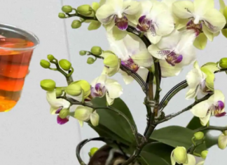 Sipajte samo jednom i desiće se eksplozija! Orhideje cvjetaju odmah i rađaju novo cvijeće NON-STOP cijele godine!