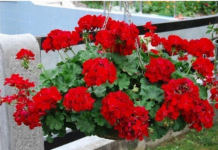 Vaše cvijeće mošusa će procvjetati do listopada: samo dodajte 1 neobičan sastojak u vodu