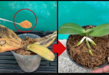 Samo 1 tanka kriška sedmično i doći će do EKSPLOZIJE cvijeća: Najmanje 30 cvjetova na svakoj stabljici!