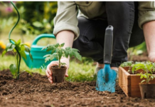 U jesen sam zakopao cijeli paradajz u bašti: OVO JE IZRASLO IZ NJEGA USRED LJETA!