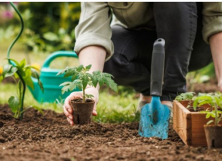 U jesen sam zakopao cijeli paradajz u bašti: OVO JE IZRASLO IZ NJEGA USRED LJETA!