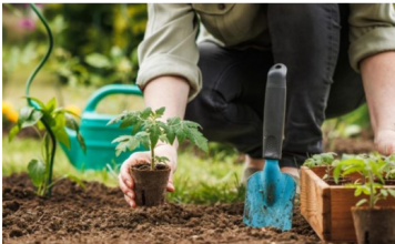 U jesen sam zakopao cijeli paradajz u bašti: OVO JE IZRASLO IZ NJEGA USRED LJETA!