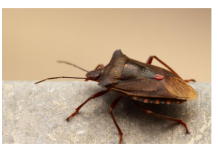 POČELA VELIKA INVAZIJA SMRDIBUBA: 3 provjerena načina da ih otjerate jednom zasvagda – rješava stvar u sekundi