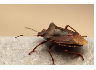 POČELA VELIKA INVAZIJA SMRDIBUBA: 3 provjerena načina da ih otjerate jednom zasvagda – rješava stvar u sekundi