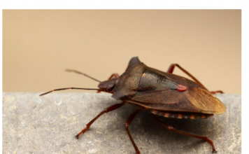 POČELA VELIKA INVAZIJA SMRDIBUBA: 3 provjerena načina da ih otjerate jednom zasvagda – rješava stvar u sekundi