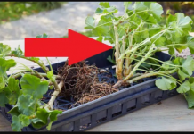 NE OSTAVLJAJTE IH U SAKSIJI: Uzgajivač je pokazao najjednostavniji način prezimljavanja geranijuma – na proljeće će vam se odužiti slapom cvijeća!