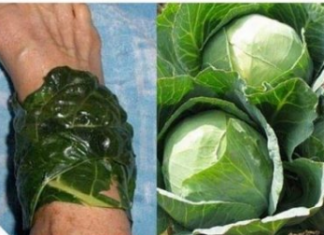 U ŠVICARSKOJ SE KORISTI KAO LIJEK: Evo šta obloga od lista kupusa čini za vaše zdravlje