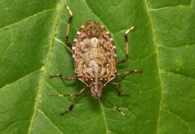 POČELA VELIKA INVAZIJA SMRDIBUBA: 3 provjerena načina da ih otjerate jednom zasvagda – rješava stvar u sekundi