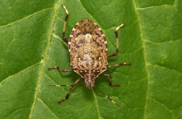 POČELA VELIKA INVAZIJA SMRDIBUBA: 3 provjerena načina da ih otjerate jednom zasvagda – rješava stvar u sekundi