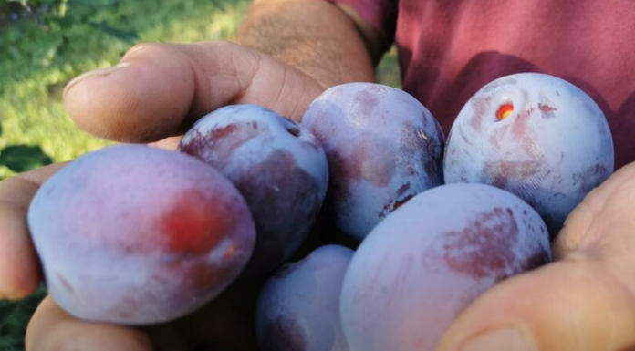 Zašto je dobro da stariji od 60 godina jedu šljive