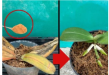 Zovu to ČUDOM za orhideju: Čak je i biljka koja ima suvo i trulo korijenje skoro odmah OŽIVILA!