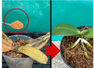 Zovu to ČUDOM za orhideju: Čak je i biljka koja ima suvo i trulo korijenje skoro odmah OŽIVILA!