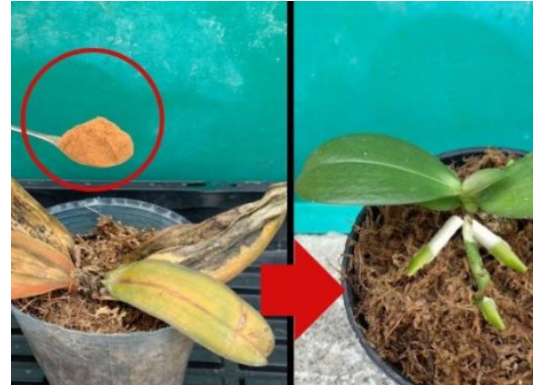 Zovu to ČUDOM za orhideju: Čak je i biljka koja ima suvo i trulo korijenje skoro odmah OŽIVILA!