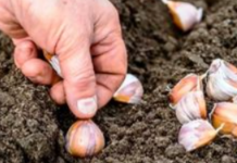 PRAVILA ZA SADNJU OZIMOG BIJELOG LUKA: Moraćete da ga distribuirate, jer ćete ga imati na kilograme!