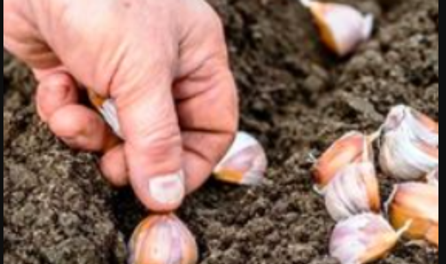 PRAVILA ZA SADNJU OZIMOG BIJELOG LUKA: Moraćete da ga distribuirate, jer ćete ga imati na kilograme!