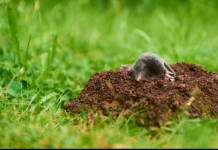 KRTICE kruže mojom baštom izdaleka: Imam savršen trik da ih preplašim!