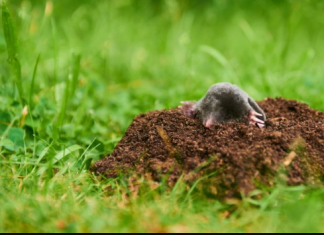 KRTICE kruže mojom baštom izdaleka: Imam savršen trik da ih preplašim!
