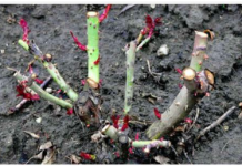 EVO vodiča kako rezati ruže na kraju sezone: Za godinu dana cvjetaće duplo više i u ogromnim cvjetovima!