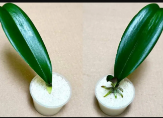 SVE ŠTO VAM TREBA JE PIRINAČ: Listovi orhideje odmah se ukorijene i cvjetaju tokom cijele godine!