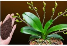 Dovoljna je žličica JEDNA: Orhideja će za nekoliko dana čudesno donijeti mnogo cvjetova!