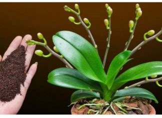 Dovoljna je žličica JEDNA: Orhideja će za nekoliko dana čudesno donijeti mnogo cvjetova!