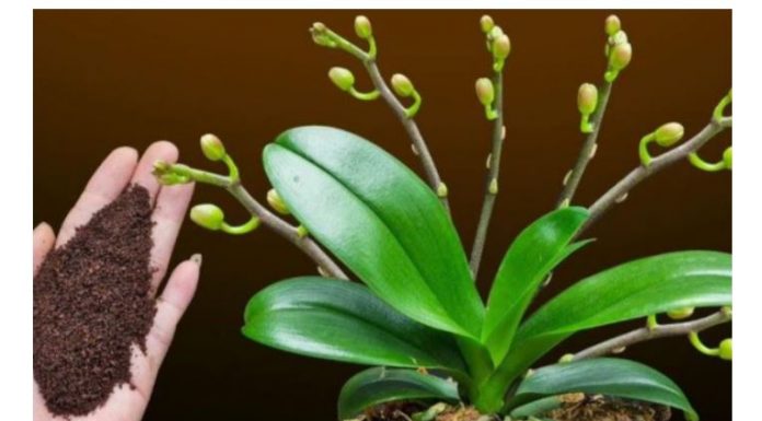 Dovoljna je žličica JEDNA: Orhideja će za nekoliko dana čudesno donijeti mnogo cvjetova!