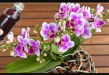 1 šolja mjesečno, pa čak i suvi panj će biti obasuti CVIJEĆEM: Moja orhideja cvjeta NON-STOP cijele godine!