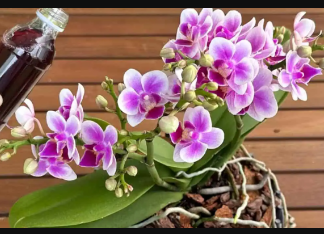 1 šolja mjesečno, pa čak i suvi panj će biti obasuti CVIJEĆEM: Moja orhideja cvjeta NON-STOP cijele godine!