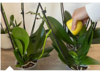 URADITE OVO ORHIDEJAMA I NOVE GRANE I LISTOVI ĆE KRENUTI