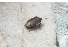 EVO ZAŠTO NIKAKO NE SMIJETE UBITI SMRDIBUBU: Bitno je da ih IMATE U KUĆI, kad čujete RAZLOG zavolićete ih