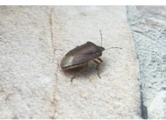 EVO ZAŠTO NIKAKO NE SMIJETE UBITI SMRDIBUBU: Bitno je da ih IMATE U KUĆI, kad čujete RAZLOG zavolićete ih