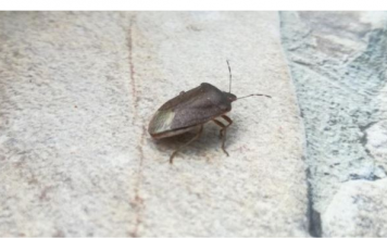 EVO ZAŠTO NIKAKO NE SMIJETE UBITI SMRDIBUBU: Bitno je da ih IMATE U KUĆI, kad čujete RAZLOG zavolićete ih