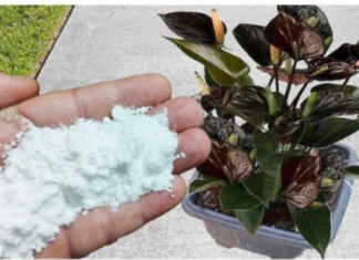 Više ne koristim NIKAKVA druga gnojiva: OVO stavite u saksiju i nećete prepoznati svoje cvijeće!