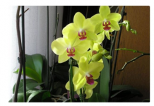 SIPAJTE SAMO JEDNOM: Najslabija orhideja odmah postaje jaka i cvjeta cijele godine