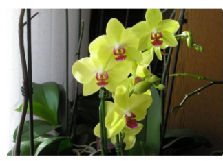 SIPAJTE SAMO JEDNOM: Najslabija orhideja odmah postaje jaka i cvjeta cijele godine