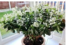 Čak ni svekrva nije slutila da može tako lijepo da procvjeta: Bilo je dovoljno da ovo sipate pravo u KRASULU i komorač je procvjetao za sedam dana!