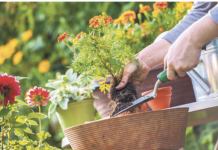Soda bikarbona je spas za baštovane: Najbolji način da sa njom oporavite svoje cveće