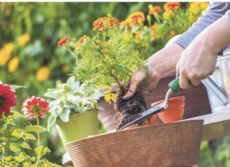 Soda bikarbona je spas za baštovane: Najbolji način da sa njom oporavite svoje cveće