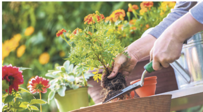 Soda bikarbona je spas za baštovane: Najbolji način da sa njom oporavite svoje cveće