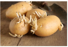 KROMPIR brzo klija? Čuvajte ih zajedno sa ovim proizvodom. Niti jedan neće proklijati!