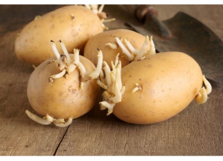 KROMPIR brzo klija? Čuvajte ih zajedno sa ovim proizvodom. Niti jedan neće proklijati!