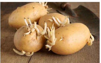 KROMPIR brzo klija? Čuvajte ih zajedno sa ovim proizvodom. Niti jedan neće proklijati!