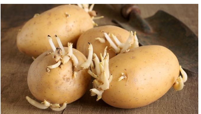 KROMPIR brzo klija? Čuvajte ih zajedno sa ovim proizvodom. Niti jedan neće proklijati!
