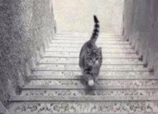 PSIHOLOŠKI TEST – DA LI MAČKA SA SLIKE SILAZI ILI SE PENJE UZ STEPENICE: Odgovor otkriva kakva ste ličnost zapravo!