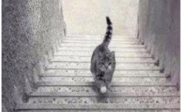 PSIHOLOŠKI TEST – DA LI MAČKA SA SLIKE SILAZI ILI SE PENJE UZ STEPENICE: Odgovor otkriva kakva ste ličnost zapravo!