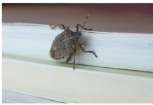 STAVITE OVO KOD VRATA I SVIH PROZORA: Smrdibube se neće približiti vašem domu!